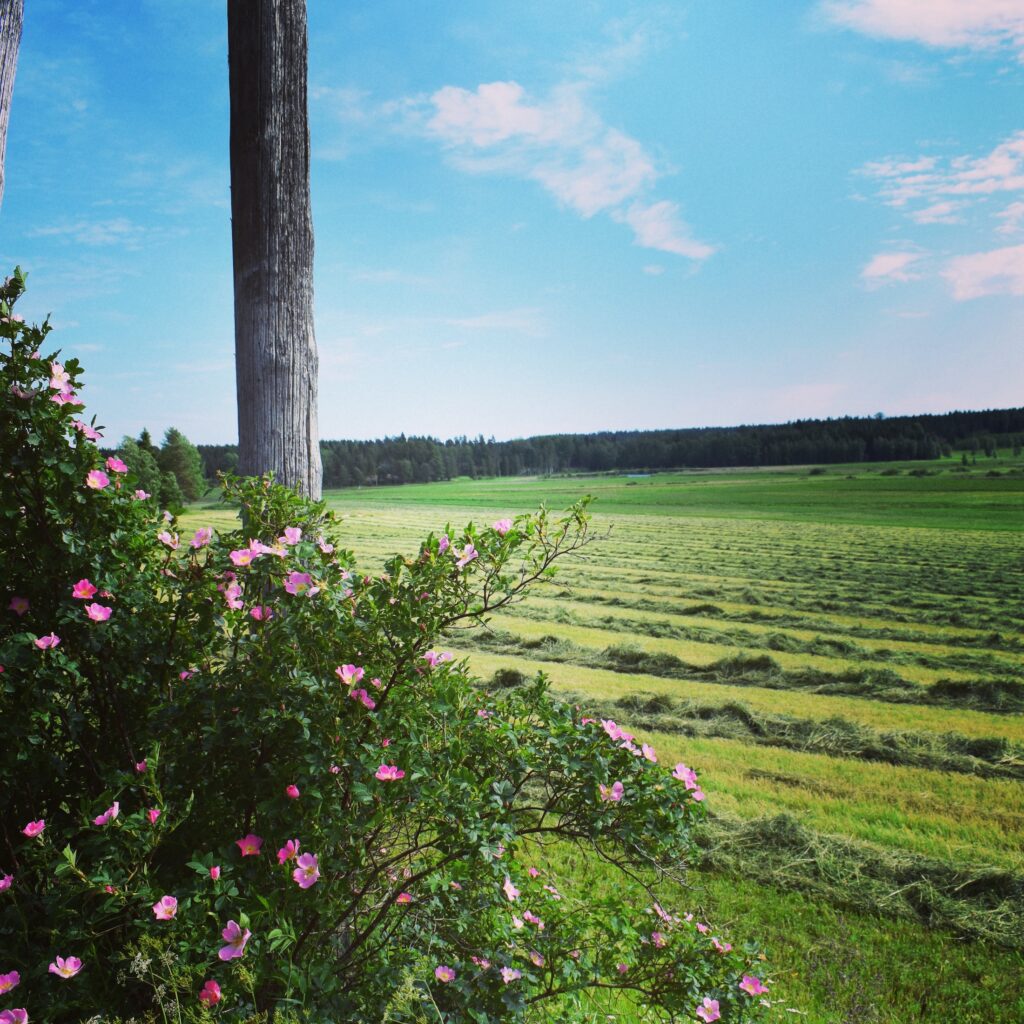 Skarsböle luomumaatila peltomaisema