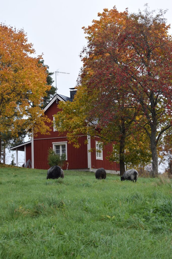 autumn finland skogsbacka