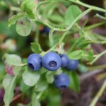 blueberries southern finland