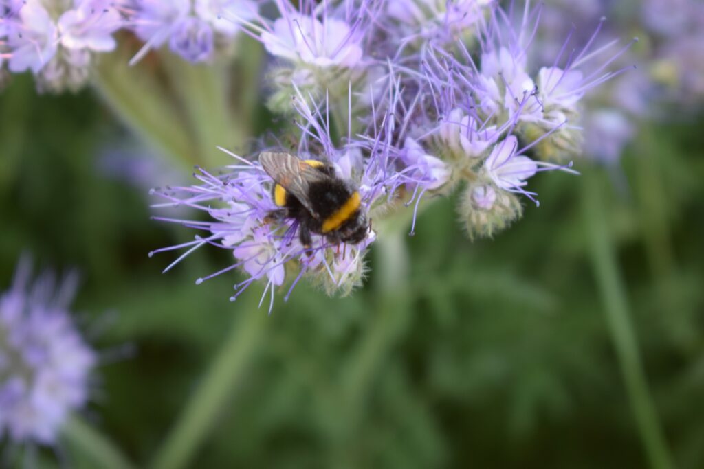 kimalainen lila kukka
