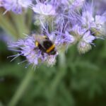 kimalainen lila kukka