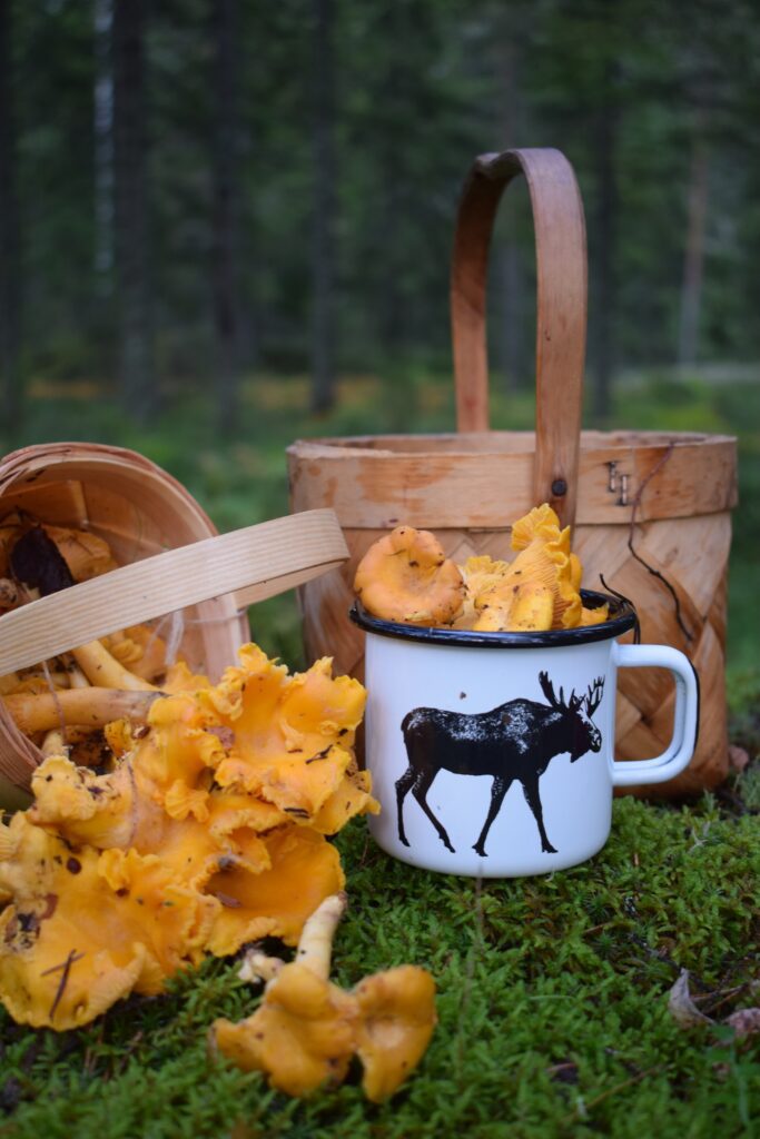 chanterelle mushrooms