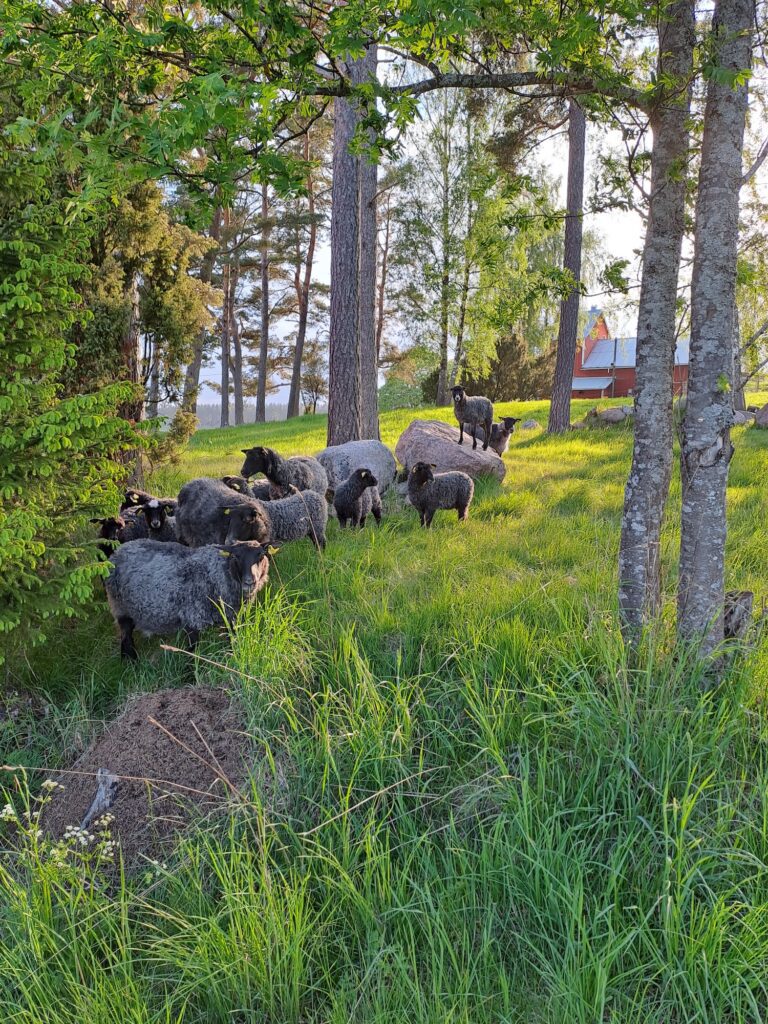 sheeps and accommodation in finland