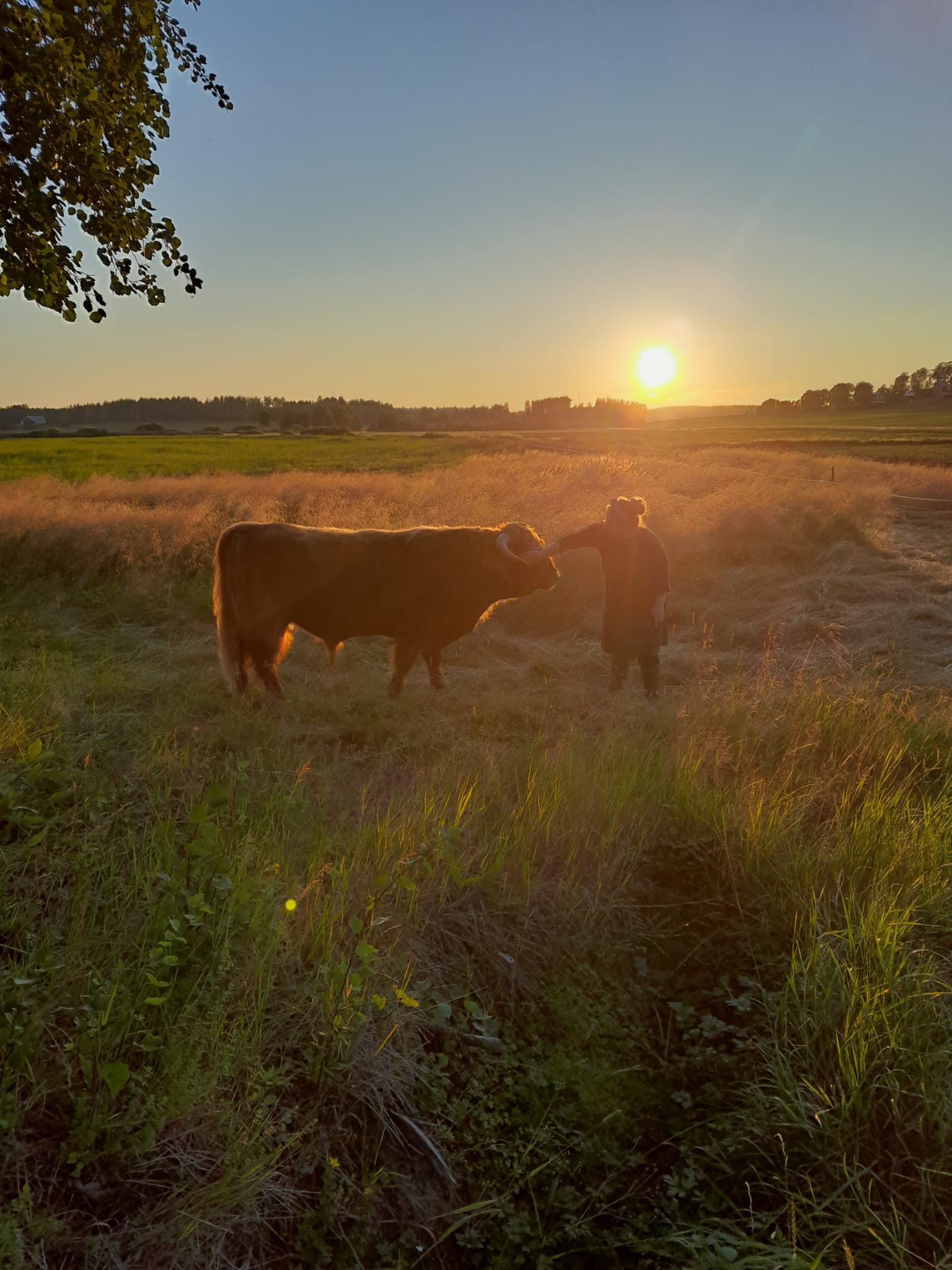 ylämaankarjan rapsutus tammisaari
